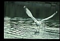 10500-00187-Birds, General-Herring Gull.jpg