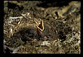 10500-00187-Birds, General.jpg