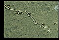 10500-00188-Birds, General-Herring Gull.jpg