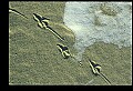 10500-00189-Birds, General-Herring Gull.jpg
