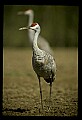 10501-00010-Sandhill Cranes, Grus canadensis.jpg