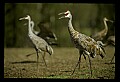 10501-00020-Sandhill Cranes, Grus canadensis.jpg