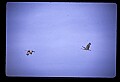 10501-00025-Sandhill Cranes, Grus canadensis.jpg