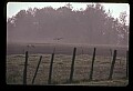 10501-00027-Sandhill Cranes, Grus canadensis.jpg