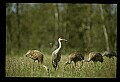 10501-00028-Sandhill Cranes, Grus canadensis.jpg