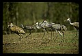 10501-00033-Sandhill Cranes, Grus canadensis.jpg
