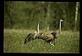 10501-00034-Sandhill Cranes, Grus canadensis.jpg