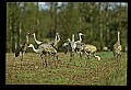 10501-00038-Sandhill Cranes, Grus canadensis.jpg