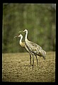 10501-00040-Sandhill Cranes, Grus canadensis.jpg