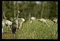 10501-00041-Sandhill Cranes, Grus canadensis.jpg