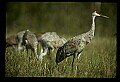 10501-00042-Sandhill Cranes, Grus canadensis.jpg
