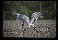 10501-00043-Sandhill Cranes, Grus canadensis.jpg