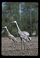 10501-00048-Sandhill Cranes, Grus canadensis.jpg