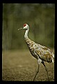 10501-00049-Sandhill Cranes, Grus canadensis.jpg