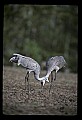 10501-00052-Sandhill Cranes, Grus canadensis.jpg