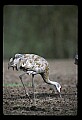 10501-00054-Sandhill Cranes, Grus canadensis.jpg