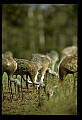 10501-00057-Sandhill Cranes, Grus canadensis.jpg