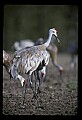 10501-00058-Sandhill Cranes, Grus canadensis.jpg