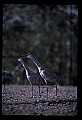 10501-00067-Sandhill Cranes, Grus canadensis.jpg