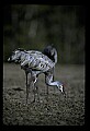 10501-00068-Sandhill Cranes, Grus canadensis.jpg