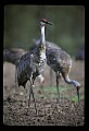 10501-00069-Sandhill Cranes, Grus canadensis.jpg