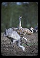 10501-00071-Sandhill Cranes, Grus canadensis.jpg