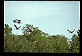 10501-00072-Sandhill Cranes, Grus canadensis.jpg