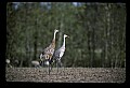 10501-00076-Sandhill Cranes, Grus canadensis.jpg