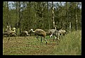 10501-00078-Sandhill Cranes, Grus canadensis.jpg