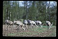 10501-00079-Sandhill Cranes, Grus canadensis.jpg