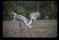 10501-00080-Sandhill Cranes, Grus canadensis.jpg