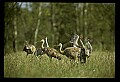 10501-00082-Sandhill Cranes, Grus canadensis.jpg
