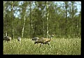 10501-00084-Sandhill Cranes, Grus canadensis.jpg