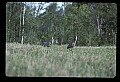 10501-00086-Sandhill Cranes, Grus canadensis.jpg