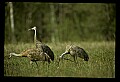 10501-00088-Sandhill Cranes, Grus canadensis.jpg