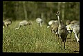 10501-00091-Sandhill Cranes, Grus canadensis.jpg