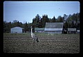 10501-00096-Sandhill Cranes, Grus canadensis.jpg
