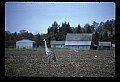 10501-00097-Sandhill Cranes, Grus canadensis.jpg