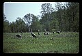 10501-00098-Sandhill Cranes, Grus canadensis.jpg