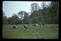 10501-00099-Sandhill Cranes, Grus canadensis.jpg