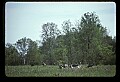 10501-00100-Sandhill Cranes, Grus canadensis.jpg