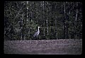 10501-00104-Sandhill Cranes, Grus canadensis.jpg