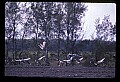 10501-00107-Sandhill Cranes, Grus canadensis.jpg