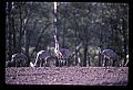 10501-00108-Sandhill Cranes, Grus canadensis.jpg