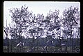 10501-00110-Sandhill Cranes, Grus canadensis.jpg