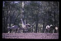 10501-00111-Sandhill Cranes, Grus canadensis.jpg