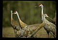10501-00112-Sandhill Cranes, Grus canadensis.jpg