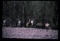 10501-00113-Sandhill Cranes, Grus canadensis.jpg