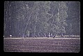 10501-00118-Sandhill Cranes, Grus canadensis.jpg