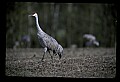 10501-00119-Sandhill Cranes, Grus canadensis.jpg